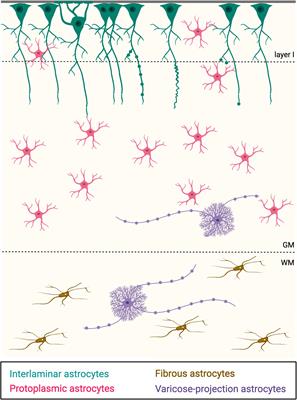 Interlaminar and varicose-projection astrocytes: toward a new understanding of the primate brain